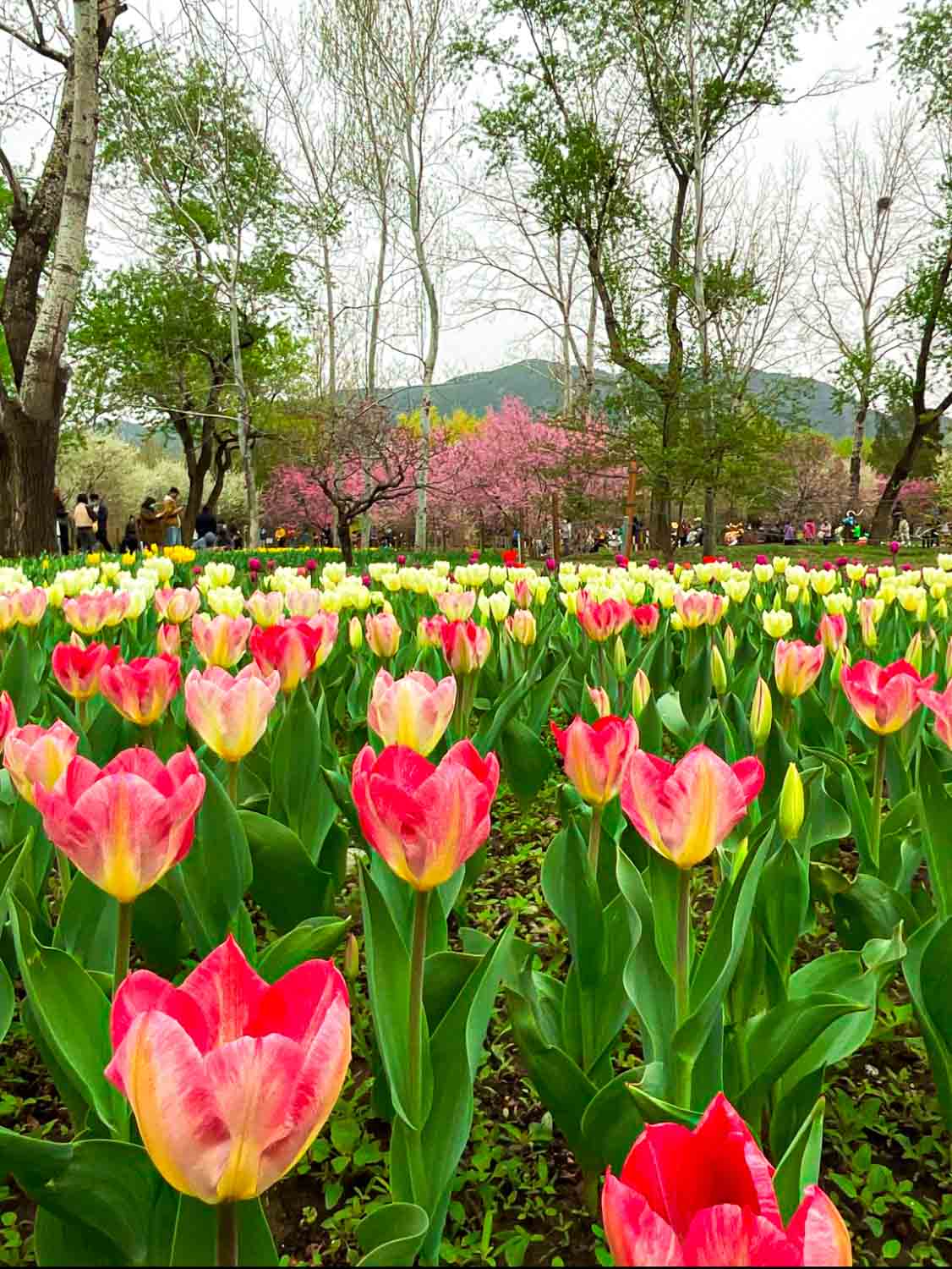 Beijing_Park_Article-6