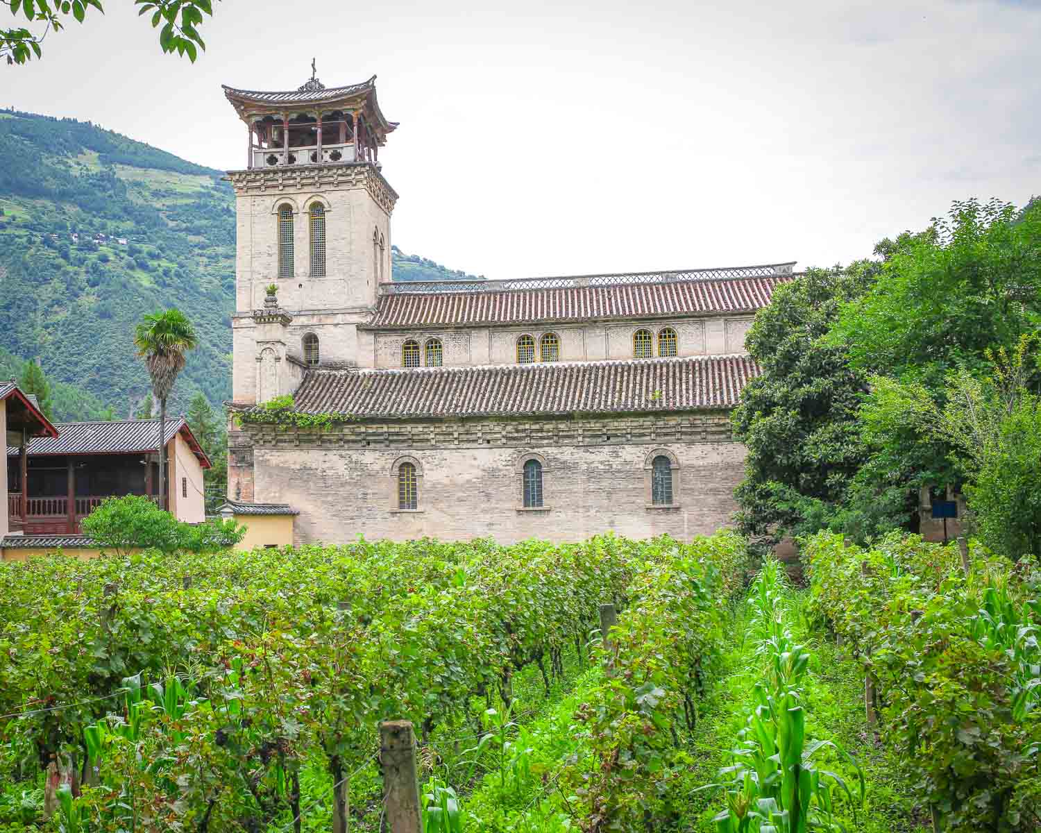 Cathedral Vineyard View