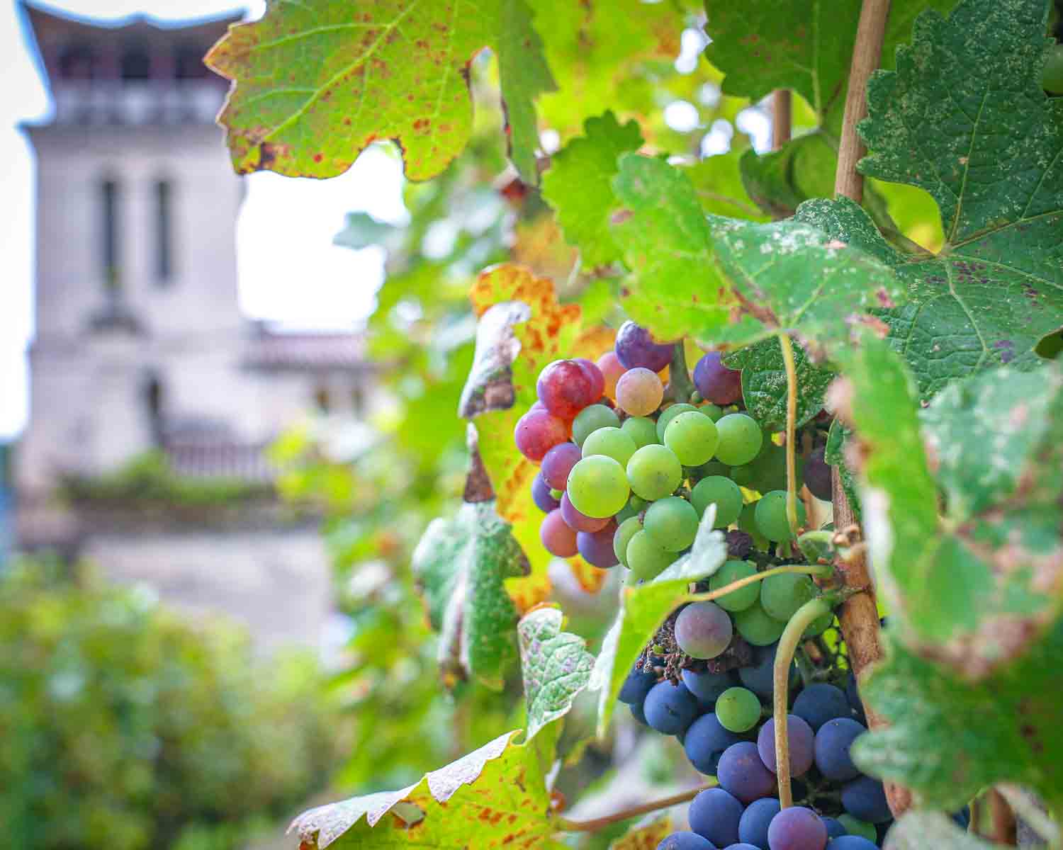 Rose Honey Grapes in Cathedral Vineyard
