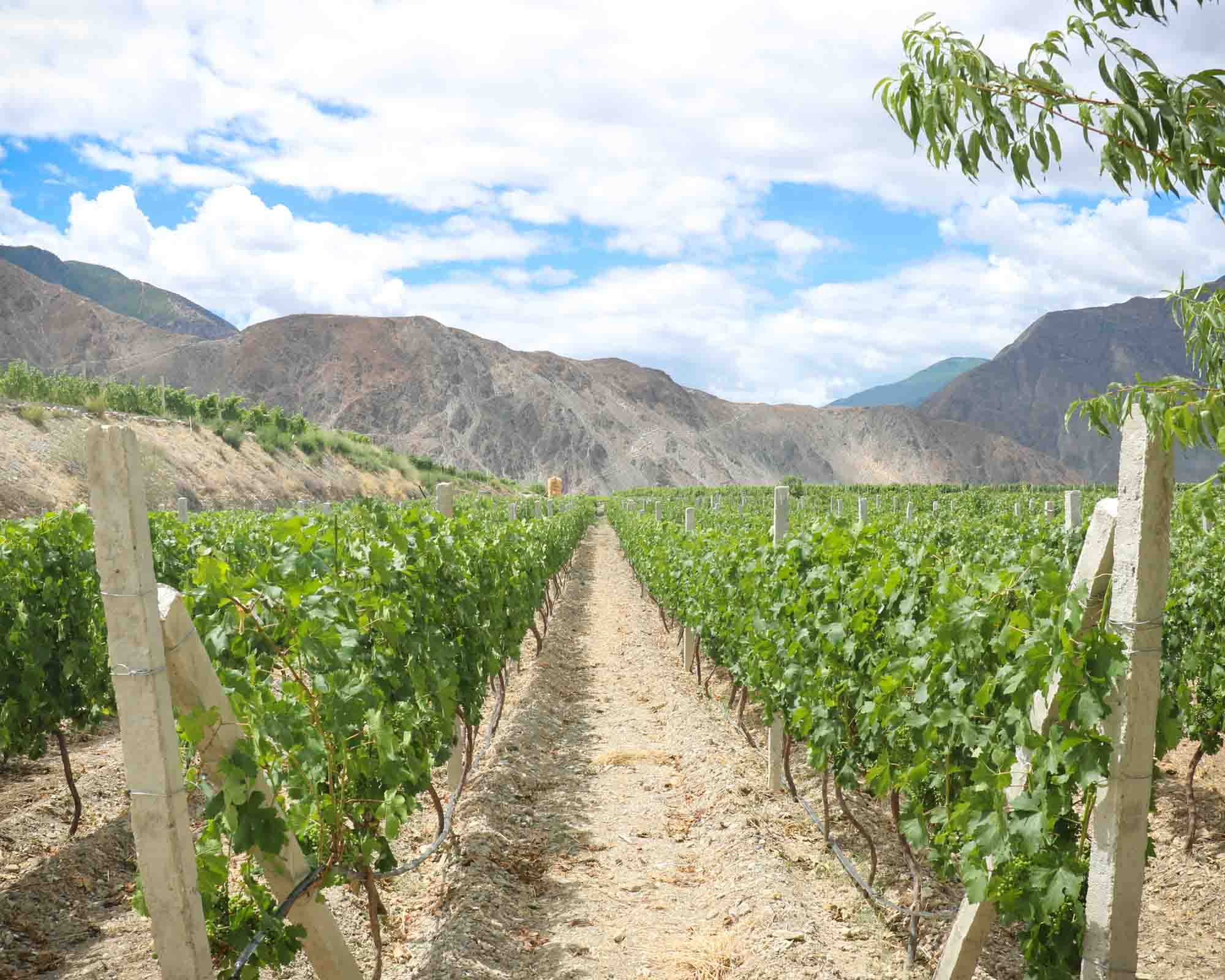 Zaxee Shangrila Yunnan Winery Vineyard