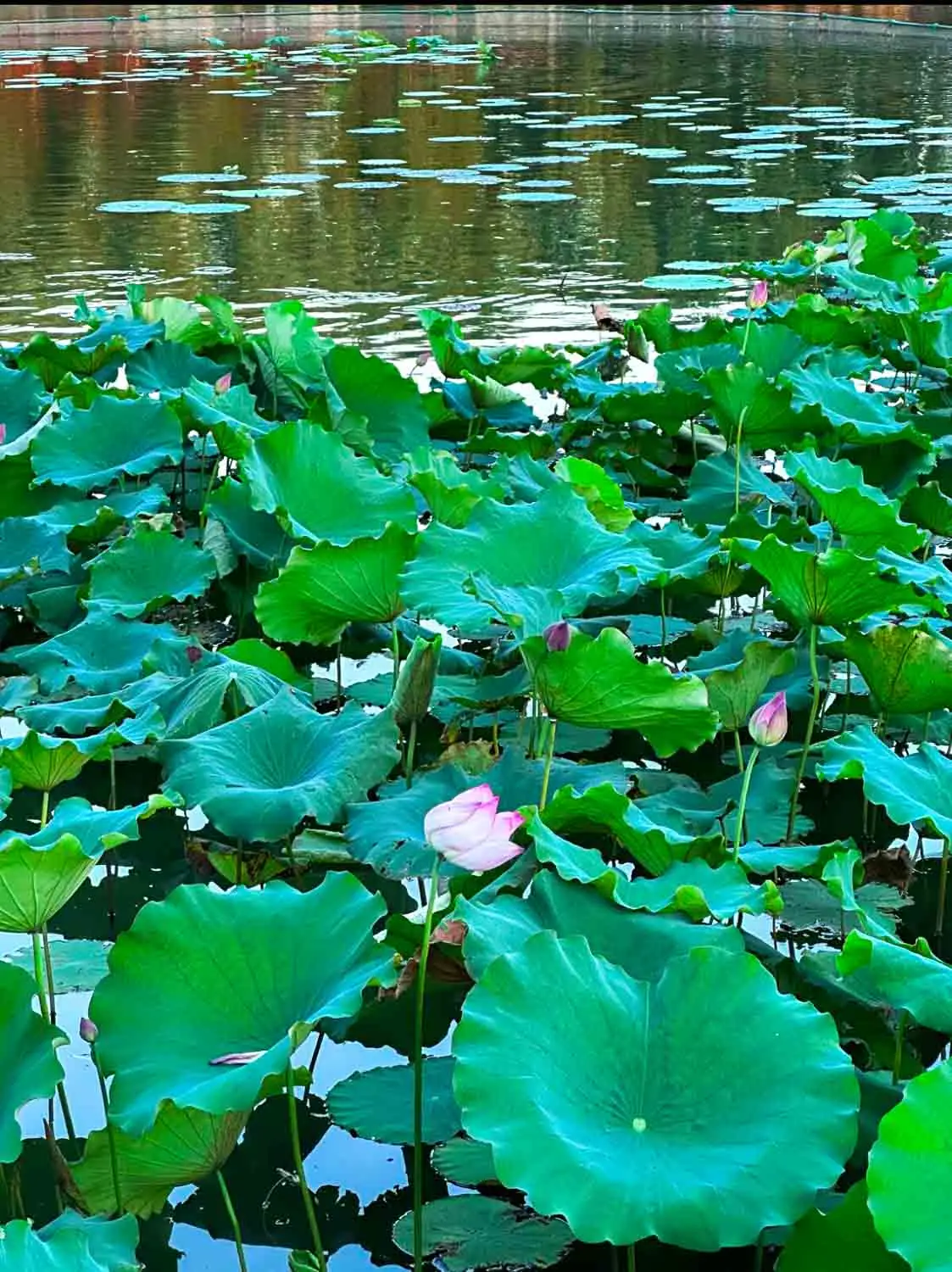 Beijing_Park_Article-12