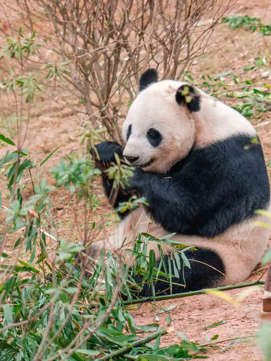 Chengdu panda eating bamboo